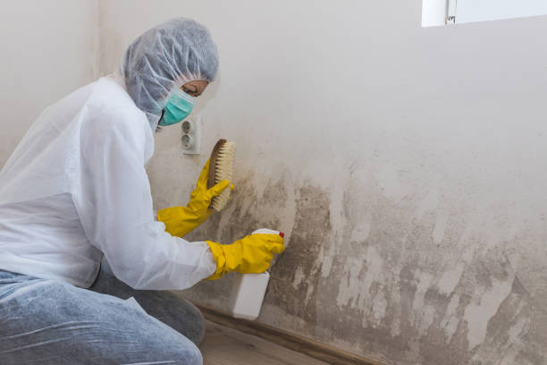 Best Commercial Mold Removal  in Los Alamos, CA