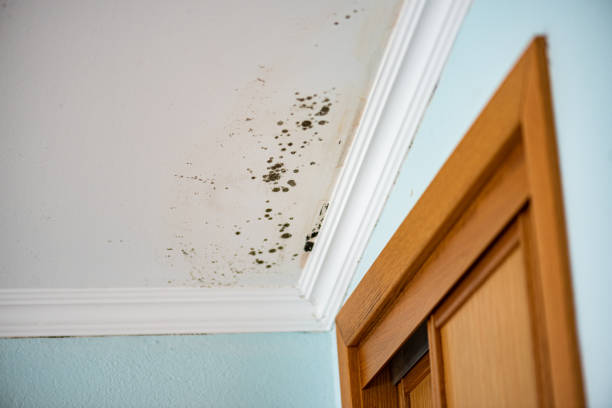 Best Emergency Mold Removal  in Los Alamos, CA