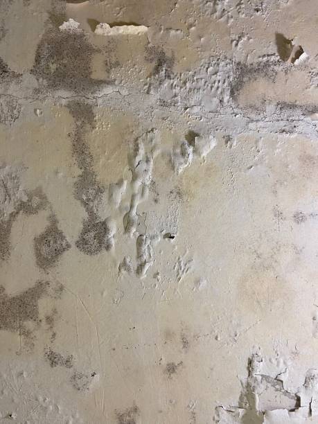Best Local Mold Removal Service  in Los Alamos, CA