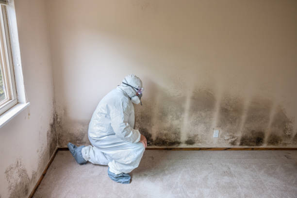 Best Mold Remediation  in Los Alamos, CA