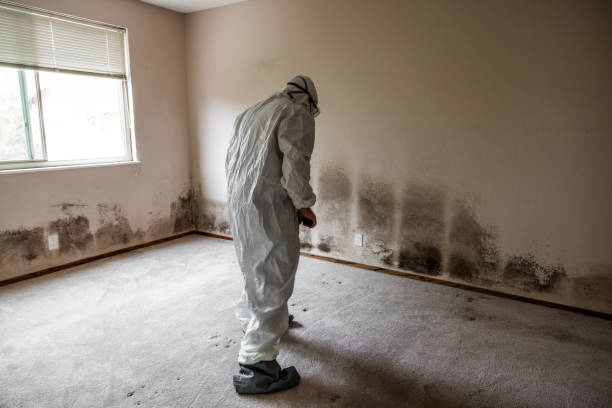 Mold Removal Process in Los Alamos, CA