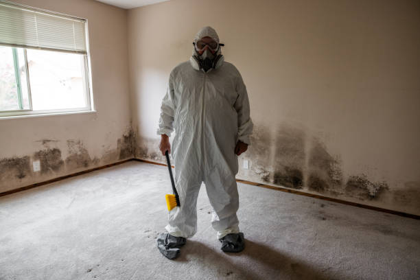 Home Mold Removal in Los Alamos, CA