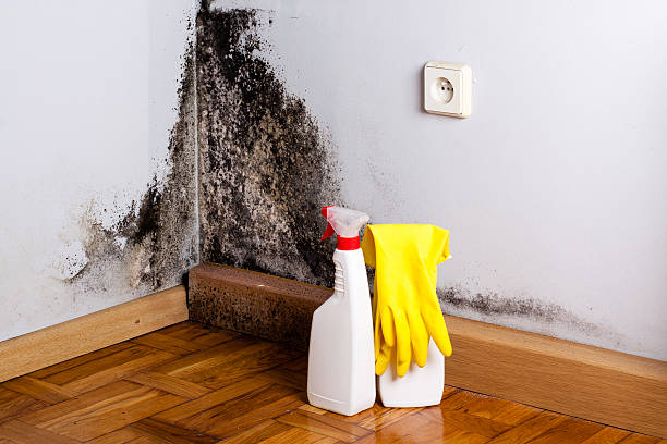 Best Fast Mold Removal  in Los Alamos, CA