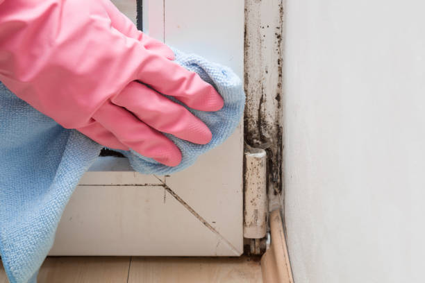 Best Mold Testing  in Los Alamos, CA