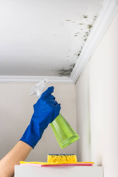 Los Alamos, CA Mold Removal Company