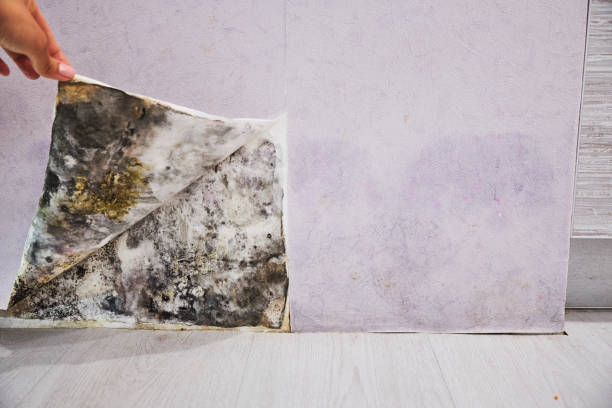 Best Mold Testing  in Los Alamos, CA